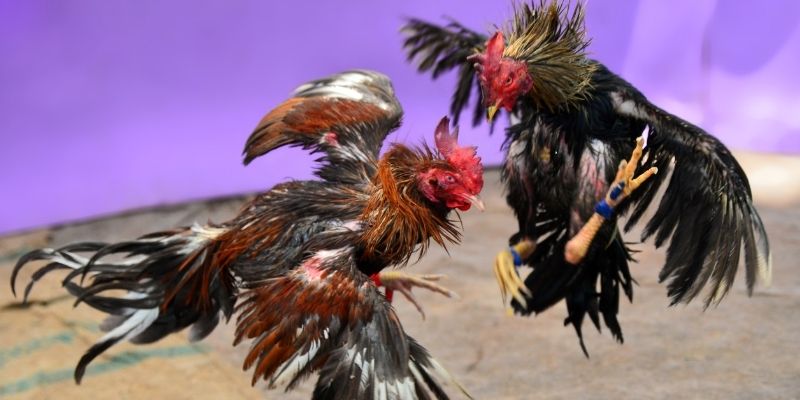 8q bet KM Game Bài 3d