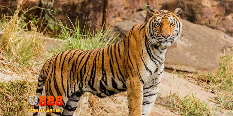 8q bet game nổ hủ máy bay