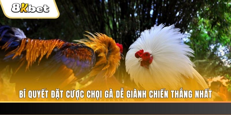 8q bet xổ số thứ hai hàng tuần