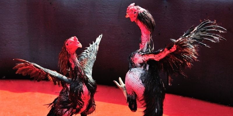 8q bet thị trường baccarat là gì