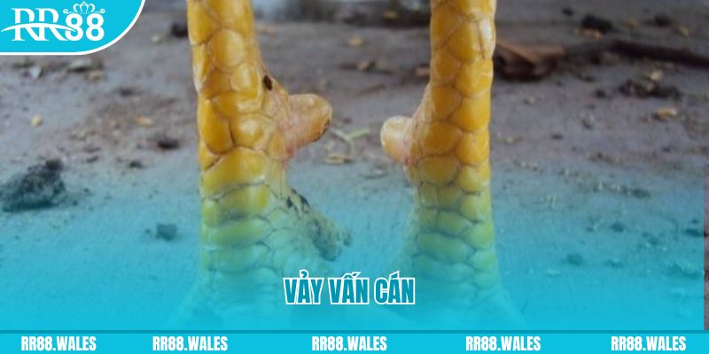 8q bet đăng nhập nổ hũ hôm nay