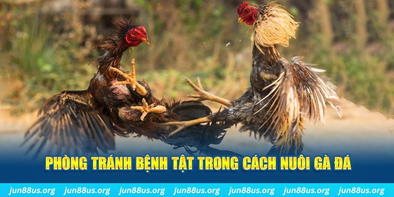 8q bet đăng nhập phỏm online