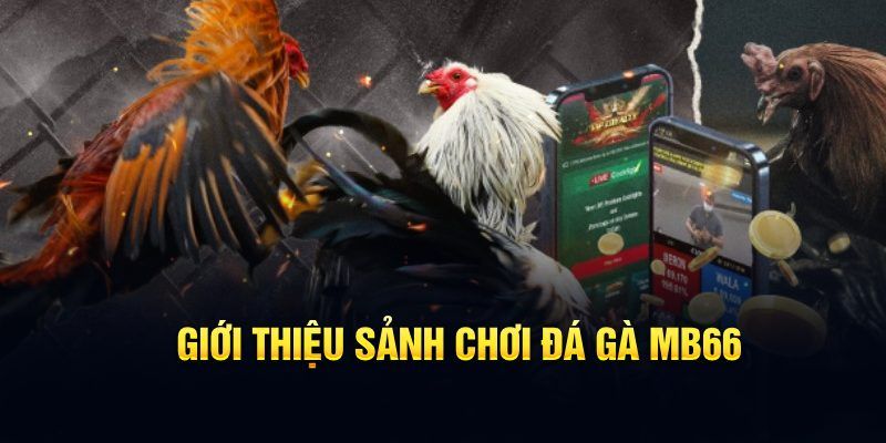 8q bet đăng nhập poker hôm nay