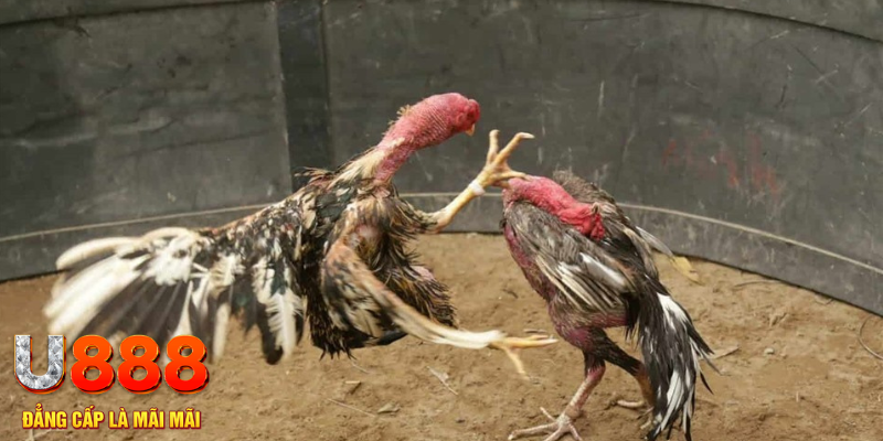 8q bet đăng nhập tiến lên miền nam số 1